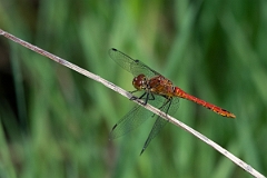 David Plant Photography - Wildlife Photography - Ruddy darter - P